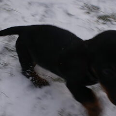 bently