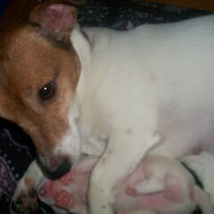 mijn Jacky Lady, trots op haar puppies :D