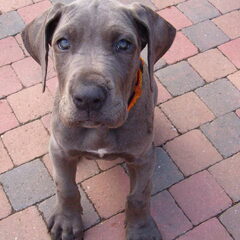 Dit is onze kleine Max toen hij 9 weken oud was , lief…