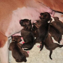 Pups 1 dag oud.