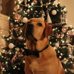 Merry Christmas & a Happy New Year!