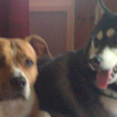 ik ben een husky en heet smoky en naast me is me vriedin en…