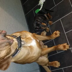 Schatjes