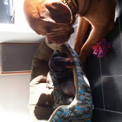 Lief