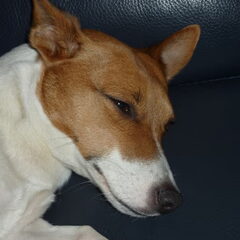dit is onze lieve hond snowy ze is een jack russel en is…