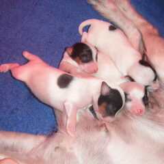 4 dagen oud