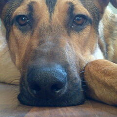Dit is onze Buddy. Een PUP van nu (24-01-2014) 6 1/2 maand…