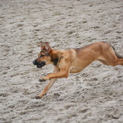 Buddy kan hard rennen