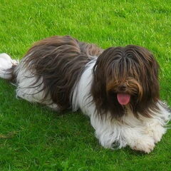 IZZY les ours Gentils (Sophie) Geboren 19 februari 2009…