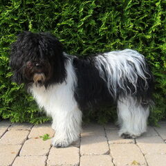 JILL Geboren: 26 januari 2011. Jill was onze eerst geborene…