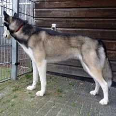 Sky bij de trimmer