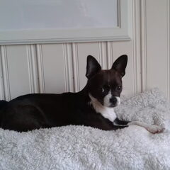 Lekker chillen op de bank. Januari 2014