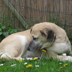 Schatje een turks hondje met duidelijk de eigenschappen van…