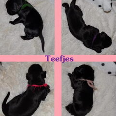 Vier teefjes