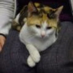 Dit is ons katje genaamd Snoopy, het zusjes van Luna en Kito