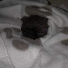 Dit is onze nieuwe Moppie, slechts 8 weken oud