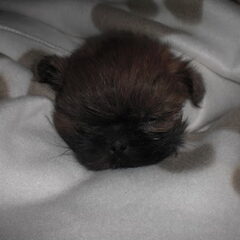 Moppie 8 weken