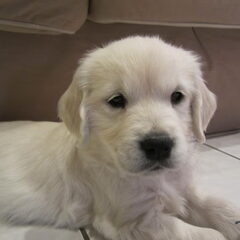 Hier was Sammie 8 weken. Eerste dag thuis!