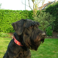 Hallo ik ben Xena de Riesenschnauzer en kom hier nieuwe…