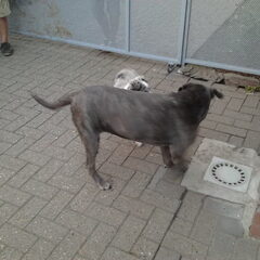 Canon corso 7 jaar, rustige lieve schat ????