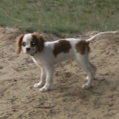 onze hond macho