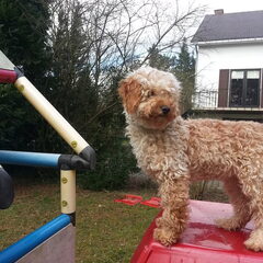 Deze schat kwam bij ons in huis nadat hij als puppie bij…