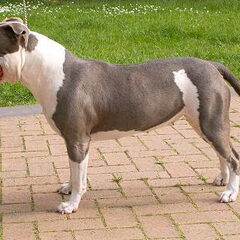 Naam: Amor Blue Whitey Leeftijd: 4 Ras: Amerikaanse…