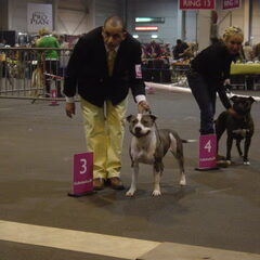 Handler met Amor