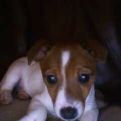 Hallo ik ben Nola.. een jack russell terrier.! Vandaag was…
