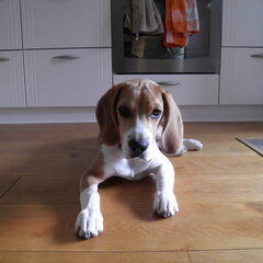 Mijn hond Diego.
