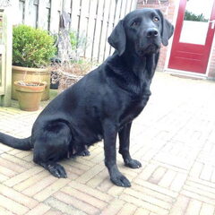 Wij zijn een kleinschalige Labrador Kennel die af en toe…