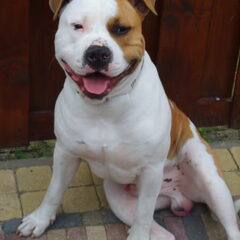 Drago is een Amstaff van een jaar oud. Hij weegt 31.1Kg en…