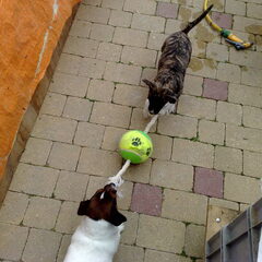 Snuffel 11 weken oud aan het touwtrekken met Jack Russel…