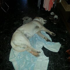 Onfortuinelijke pup Happy chiva, met gebroken teen ):