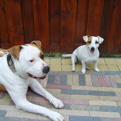 En hier is Drago met zijn beste vriendin Daisy. Daisy is…