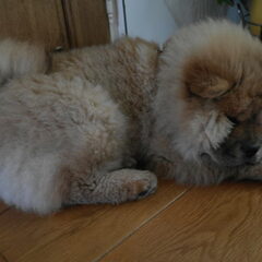 na de regen en nog erge puppy vacht hahha