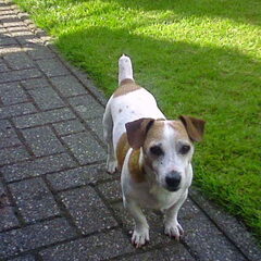 tommy is een lieve Jack Russell. Hij is al 12 en een half…