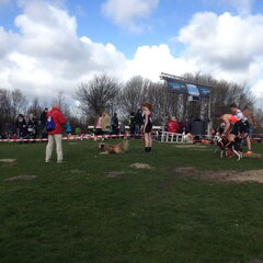 canicross zaandam, wachten op start.