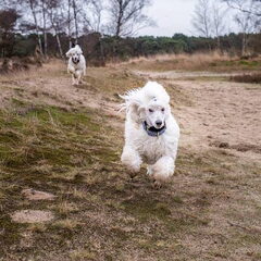 Op de heide, lekker rennen!