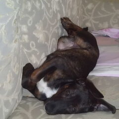 Joy, 15,5 weken oud