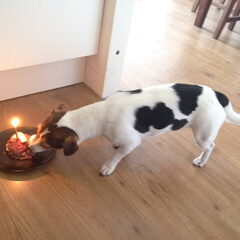 boefje 1 jaar!!!