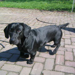 Lotje bijna veertien jaar en een kruising labrador/teckel!