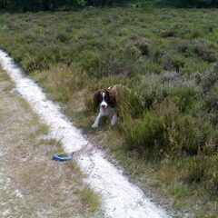Jody in het bos met zijn ring!