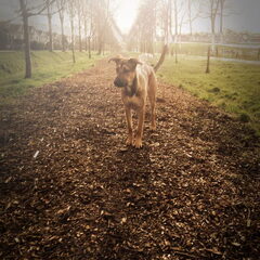 Buddy 7 maanden