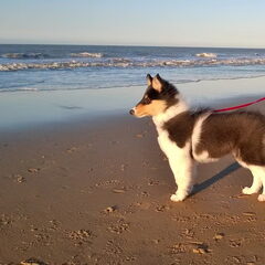 Angel aan het uitwaaien aan het strand