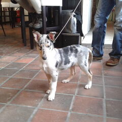 Nina... Pearly Princes van Linda's Hoeve