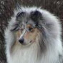 dit is SYLVESTER,schotse herdershond van 7 jaar. In 2002…