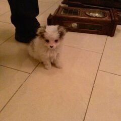 Dit is Saro een kruising keeshond/chihuahua. Saro is hier…