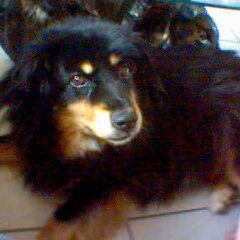Dit was ROSA,`n hond die ik met heb genomen toen ze 13.5…