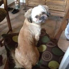 smeagel 2jaar oud chih chuz en lilou mops prachtige…